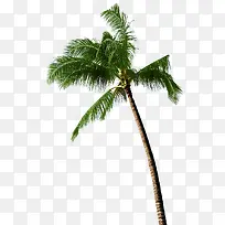 椰树-空若网 椰树-空若网