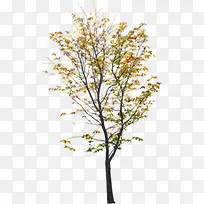 黄色秋冬凋零大树-空若网 黄色秋冬凋零大树-空若网