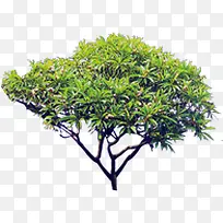 景观独株植物大树-空若网 景观独株植物大树-空若网