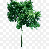 绿色高清创意绿色大树-空若网 绿色高清创意绿色大树-空若网