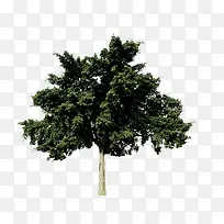 摄影效果创意绿色大树-空若网 摄影效果创意绿色大树-空若网