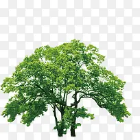 茁壮成长的大树摄影-空若网 茁壮成长的大树摄影-空若网