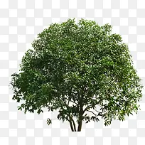 ��ɫ���������Ӱ-������