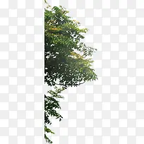 渲染效果摄影合成大树-空若网 渲染效果摄影合成大树-空若网