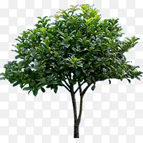 高清摄影渲染绿色大树-空若网 高清摄影渲染绿色大树-空若网