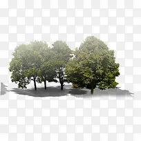 高清户外摄影大树-空若网 高清户外摄影大树-空若网