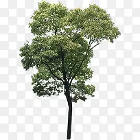 ��̫���µ���ɫ����-������