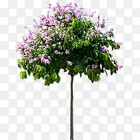 粉色小花绿色大树-空若网 粉色小花绿色大树-空若网