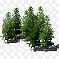 高清摄影创意绿色的大树-空若网 高清摄影创意绿色的大树-空若网