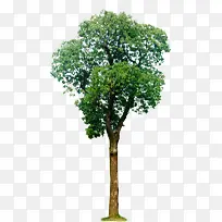 高清创意绿色大树-空若网 高清创意绿色大树-空若网