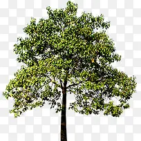 高清摄影黄色的大树草本植物-空若网 高清摄影黄色的大树草本植物-空若网