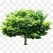 高清摄影大树合成效果-空若网 高清摄影大树合成效果-空若网