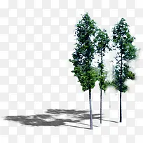 ���������ɫֲ�����-������