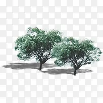 高清摄影环境植物大树-空若网 高清摄影环境植物大树-空若网