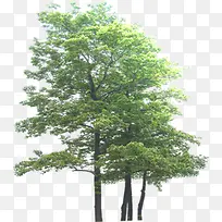 创意摄影绿色的大树-空若网 创意摄影绿色的大树-空若网