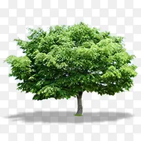 高清摄影在太阳下绿色植物大树-空若网 高清摄影在太阳下绿色植物大树-空若网