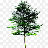 高清创意摄影绿色大树-空若网 高清创意摄影绿色大树-空若网
