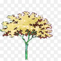 ��ɫ����ֲ�����-������