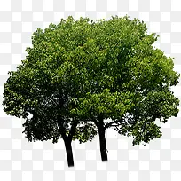 ������Ӱ��ɫ����-������