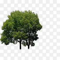 高清摄影大树合成-空若网 高清摄影大树合成-空若网