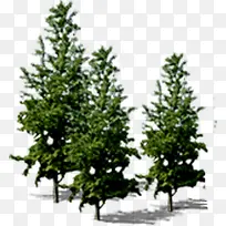 ���������Ӱ����ɭ��-������