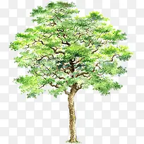 手绘清新夏季大树-空若网 手绘清新夏季大树-空若网