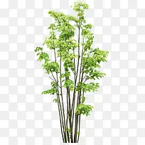 绿树-空若网 绿树-空若网