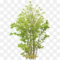 绿树-空若网 绿树-空若网