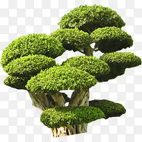 创意高清绿色大树创意元素-空若网 创意高清绿色大树创意元素-空若网