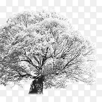 茂密冬日雪景大树-空若网 茂密冬日雪景大树-空若网