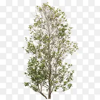 绿树-空若网 绿树-空若网