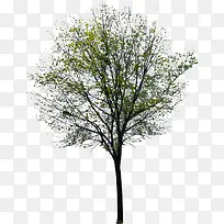 黄色树林景观大树-空若网 黄色树林景观大树-空若网