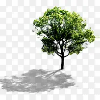 夏季小区景观大树-空若网 夏季小区景观大树-空若网