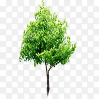 高清绿色环保大树-空若网 高清绿色环保大树-空若网