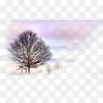 冬日纯洁美景大树-空若网 冬日纯洁美景大树-空若网