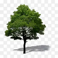 Ô°ÁÖÂÌ»¯ÃÀ¾°´óÊ÷-¿ÕÈôÍø Ô°ÁÖÂÌ»¯ÃÀ¾°´óÊ÷-¿ÕÈôÍø