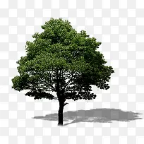 园林绿树美景大树-空若网 园林绿树美景大树-空若网