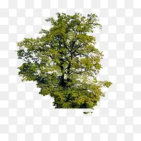 园林景观美景大树-空若网 园林景观美景大树-空若网