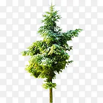 高清摄影合成绿色大树植物-空若网 高清摄影合成绿色大树植物-空若网