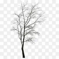 高清摄影大树植物合成-空若网 高清摄影大树植物合成-空若网