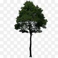 绿色创意效果大树-空若网 绿色创意效果大树-空若网