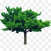 »§ÍâÄÛÂÌÃÀ¾°´óÊ÷-¿ÕÈôÍø »§ÍâÄÛÂÌÃÀ¾°´óÊ÷-¿ÕÈôÍø