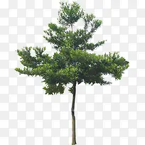 ��ɫֲ�﹫԰���۴���-������