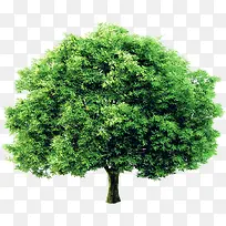 ��ɫֲ�ﻷ������-������