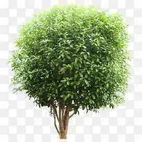 立体圆形绿色大树-空若网 立体圆形绿色大树-空若网