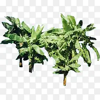 ÈÈ´øÂÌɫֲÎï´óÊ÷-¿ÕÈôÍø ÈÈ´øÂÌɫֲÎï´óÊ÷-¿ÕÈôÍø