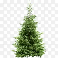 绿色高清植物大树-空若网 绿色高清植物大树-空若网