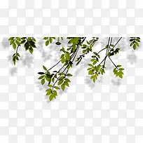 ���������Ӱ��ɫ�Ĵ�����Ҷ-������