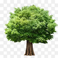 绿色茂密清新大树-空若网 绿色茂密清新大树-空若网