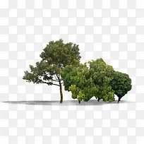 绿植嫩绿清新大树-空若网 绿植嫩绿清新大树-空若网